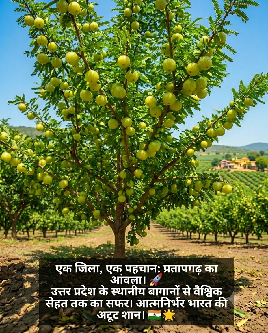Amla Murabba